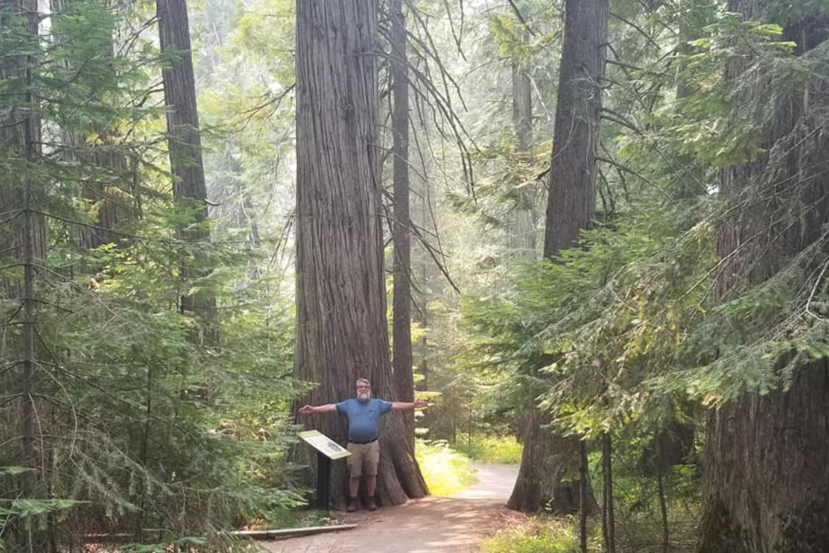 W. Jim Cortese standing among tall trees for his Tree Stories blog