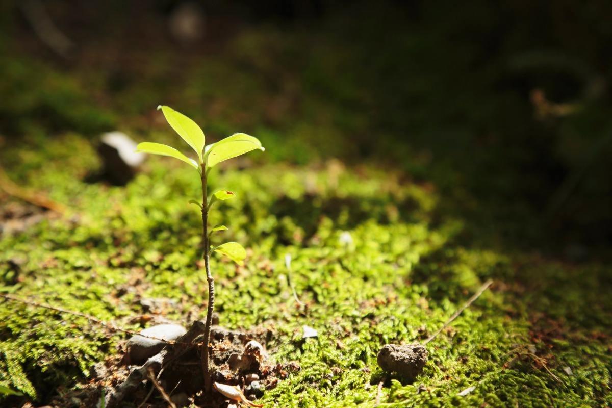 Young tree seedling representing arboriculture scholarship and mentorship